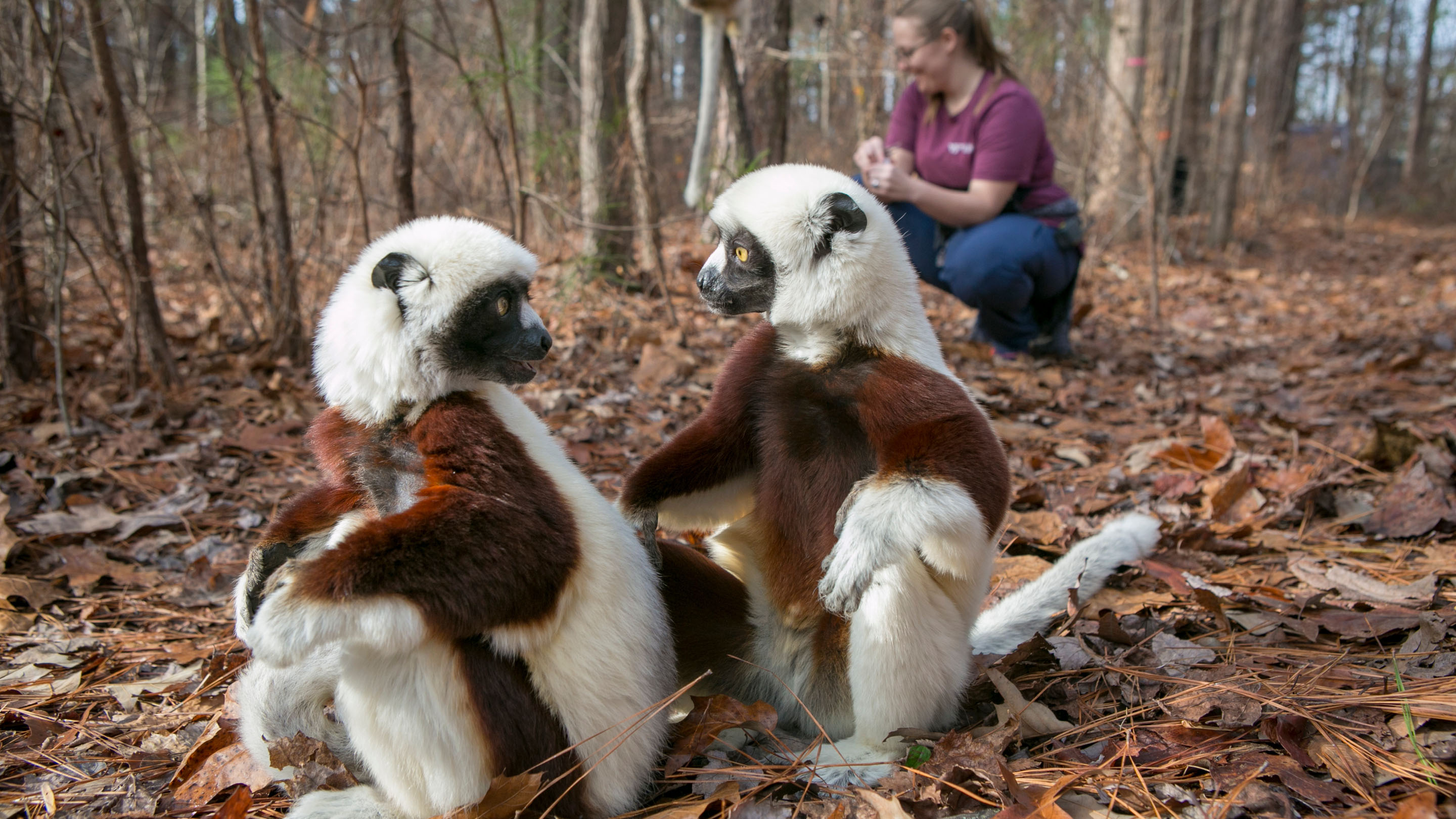 Two of Duke's lemurs grooming each other with a staff member sitting in the background.