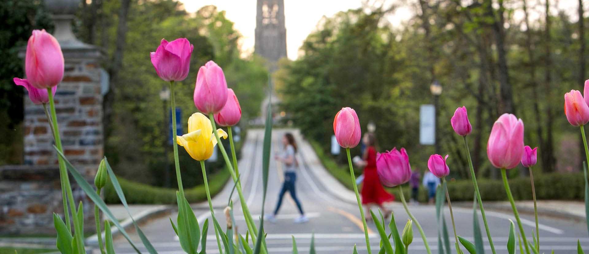 Pink and yellow tulips in the foreground with Duke Tower and road in the background centered.