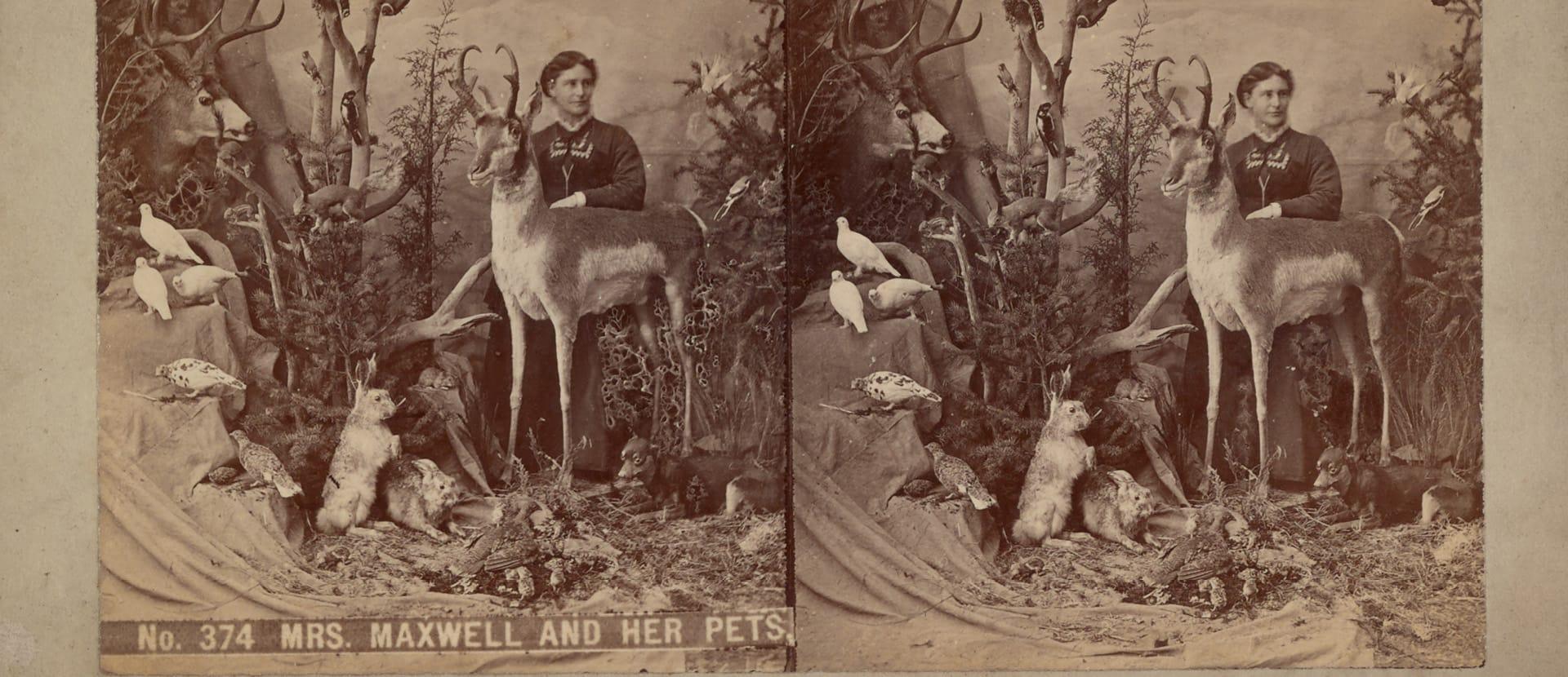 The naturalist Martha Maxwell, perhaps the first female naturalist to shoot and prepare her own specimens, shown in one of her signature lifelike tableaus around 1879