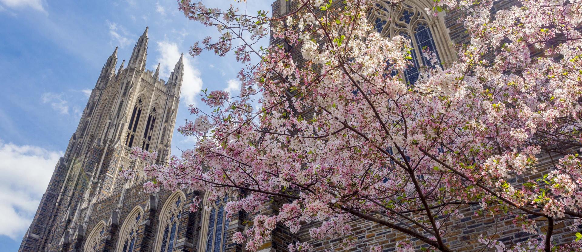 Wide shot of Duke Chapel surrounded by pink blossoming trees on a sunny day