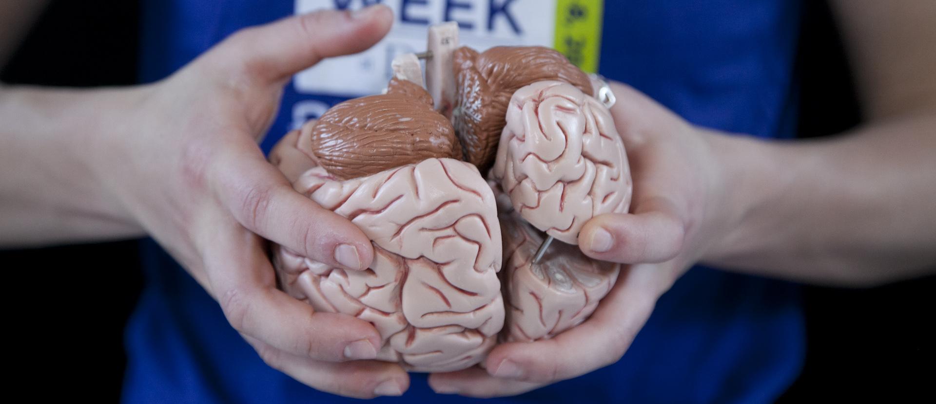 Close shot of hands holding a model brain.