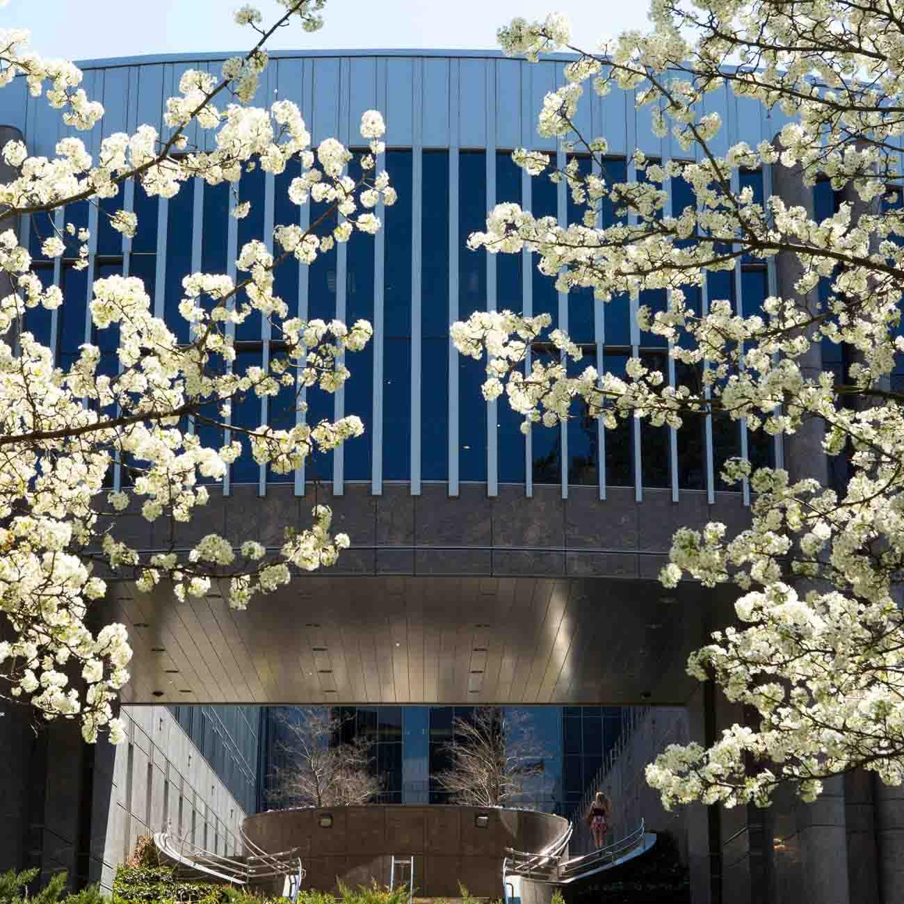 Exterior views of Duke University School of Law in the spring.