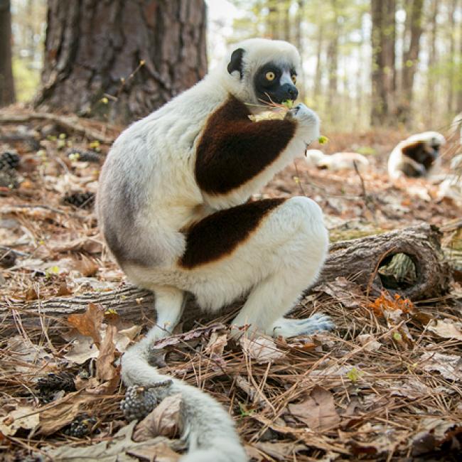 A new endowment is making a big difference in lemur research at Duke.
