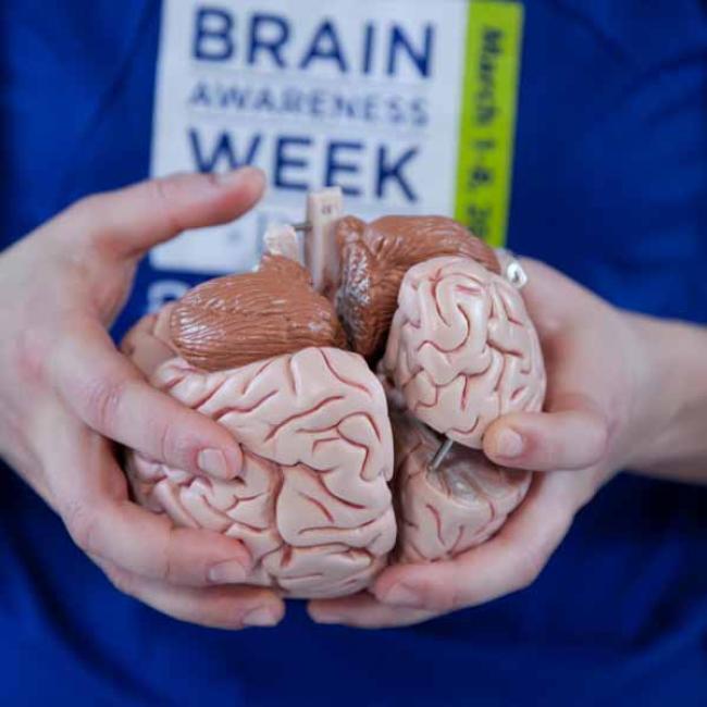 Person holding a plastic brain with the logo "brain awareness week" on their shirt. 